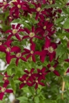 Clematis GLORIOUS® RED ’Zo23015’ PBRaf & PPaf  